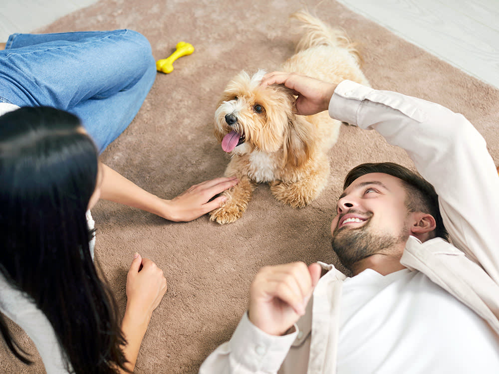 Couple playing with their new puppy at home.