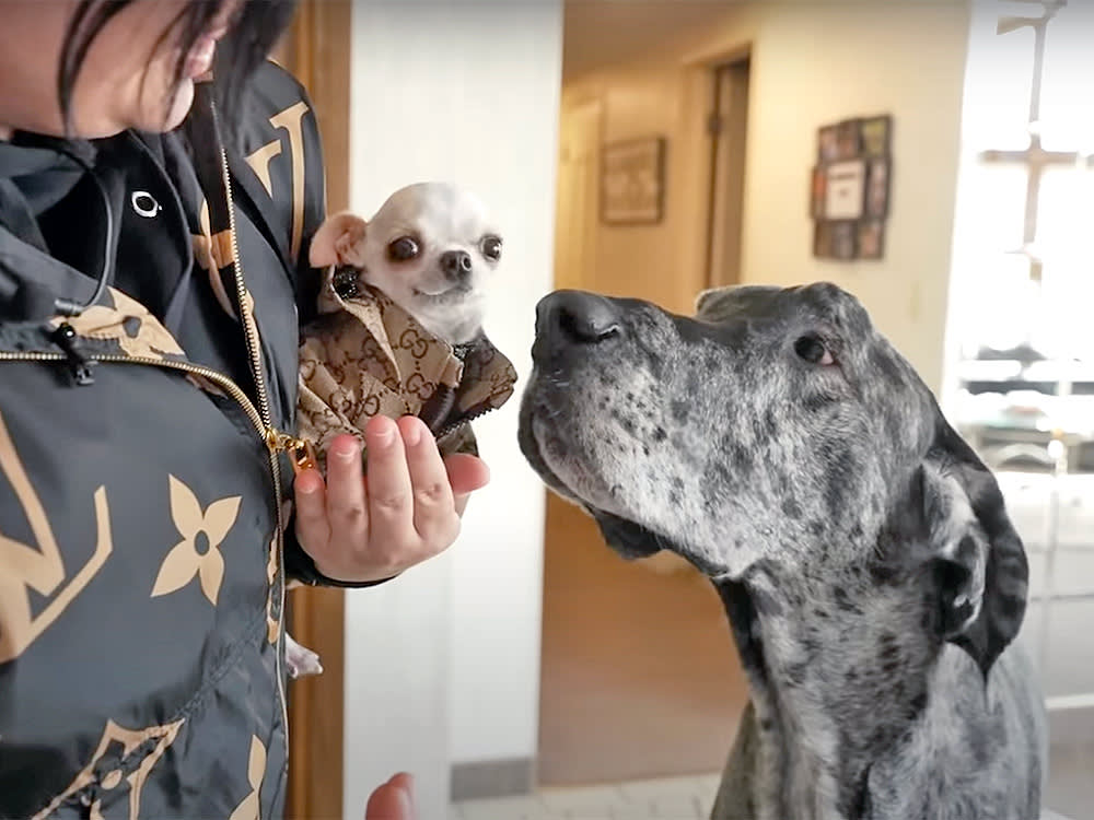 World's tallest and shortest dogs meet.