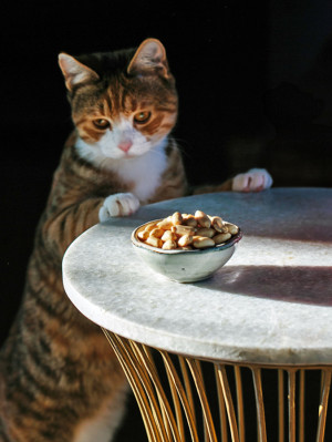 Orange cat looking at peanuts on table.