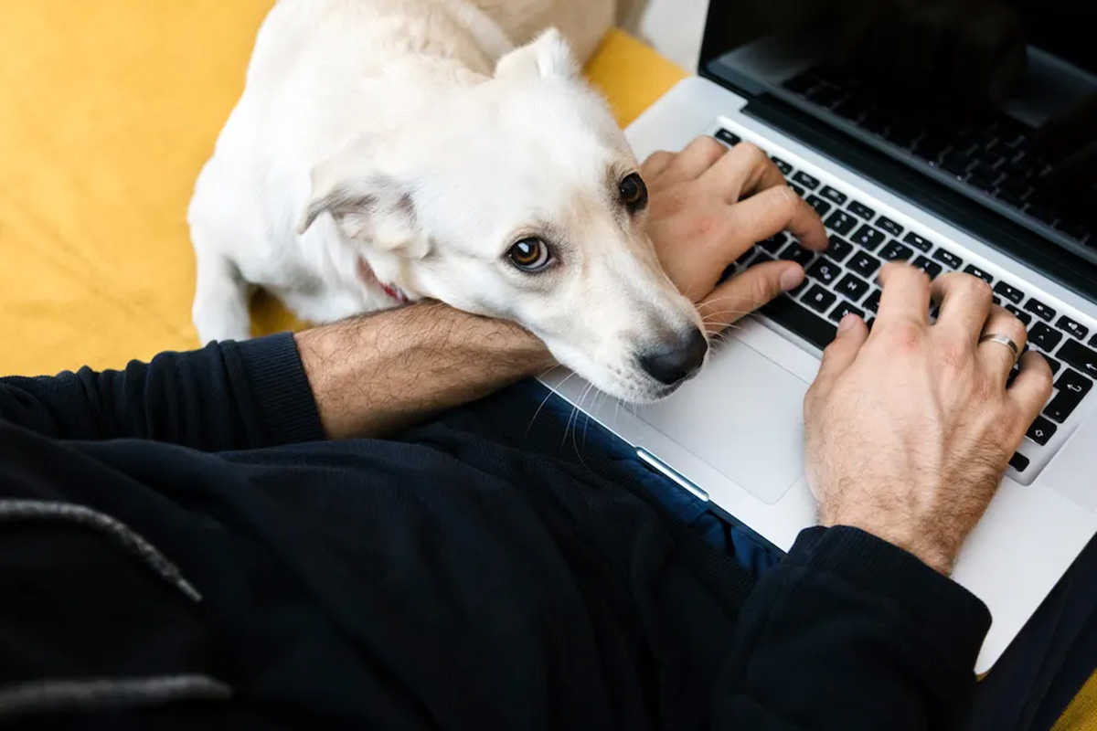 Dog looking at a person on top of a computer