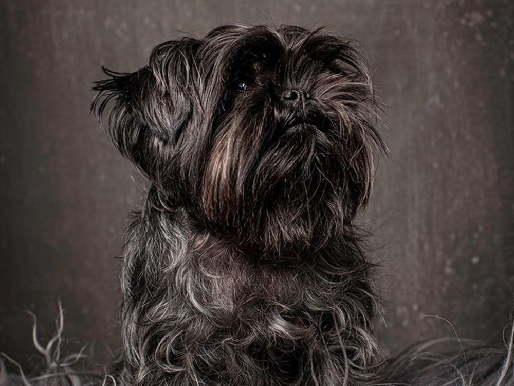 An Interview with the Founders of Dog Grooming Brand Pride & Groom ...