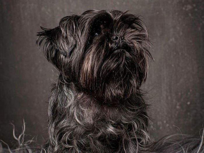 Dog sitting on a rug against a dark gray background