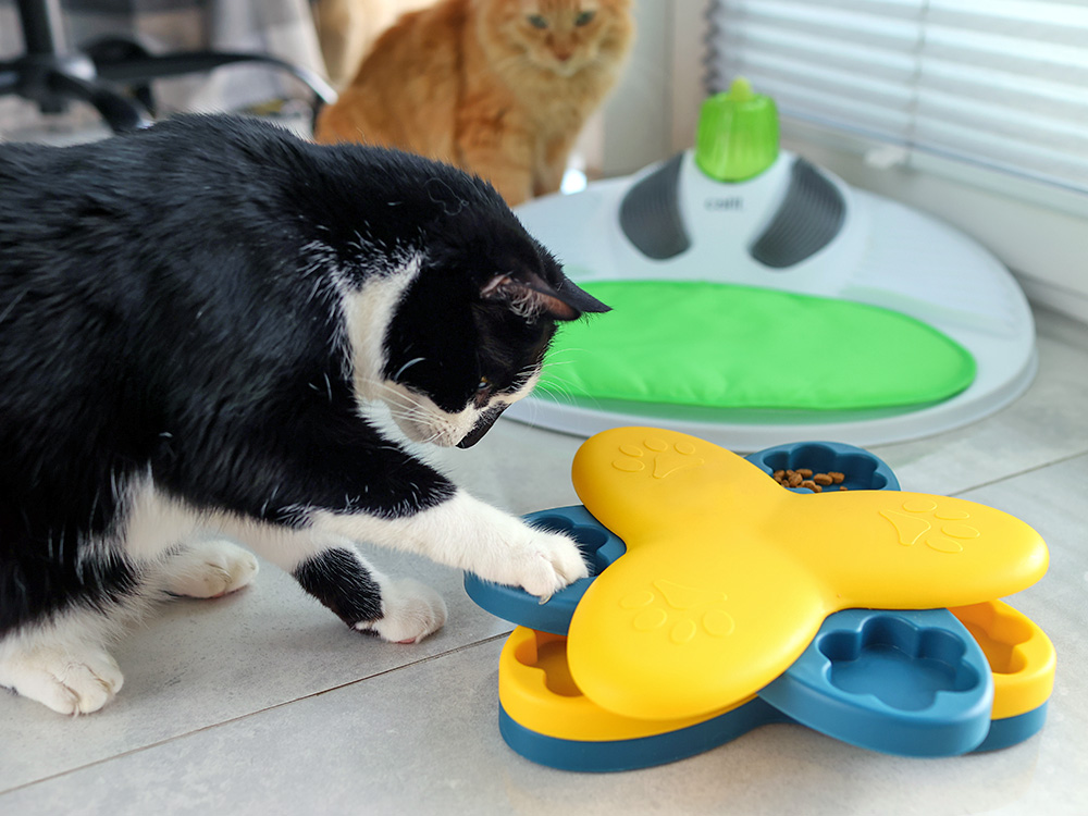 Cat playing with a puzzle at home.
