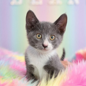a kitten on a rainbow rug
