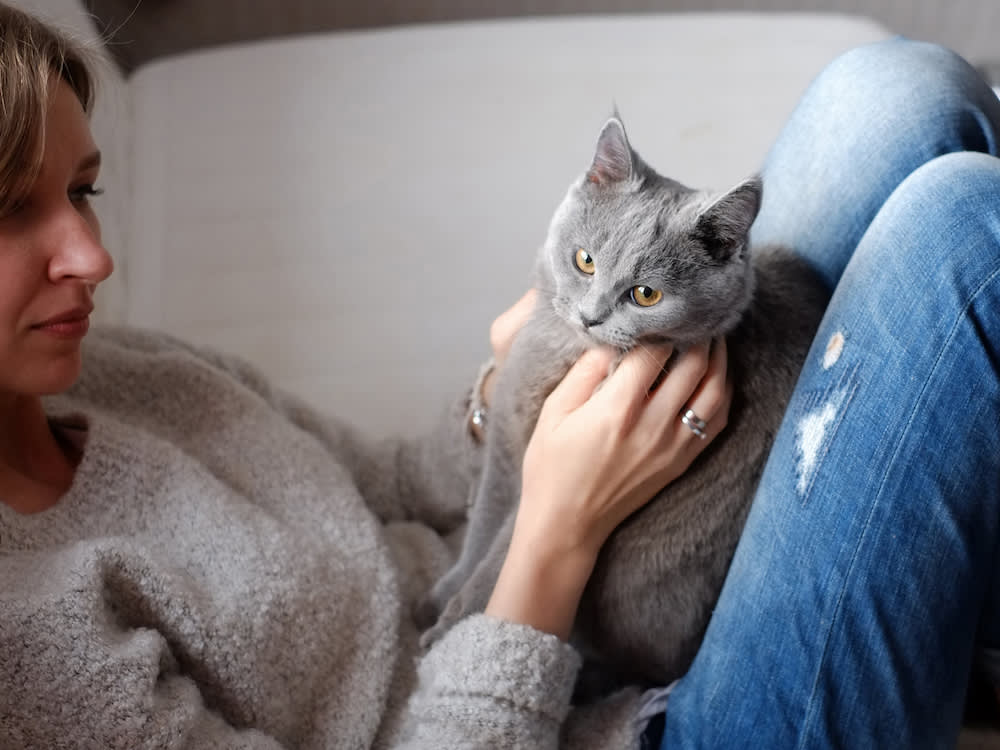 person cutting a gray cat