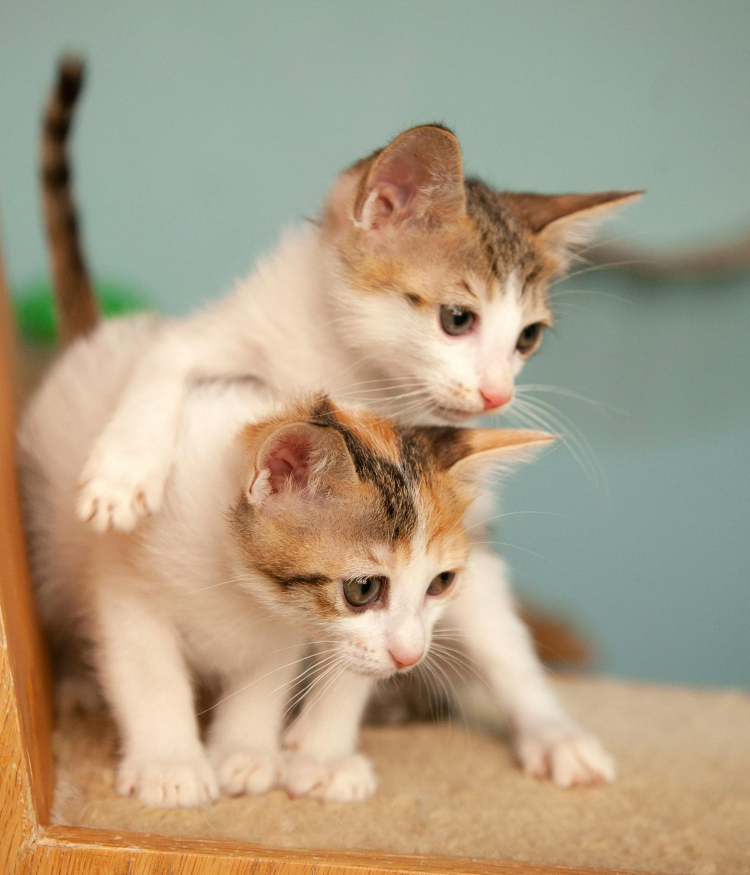 Two White Kittens Playing
