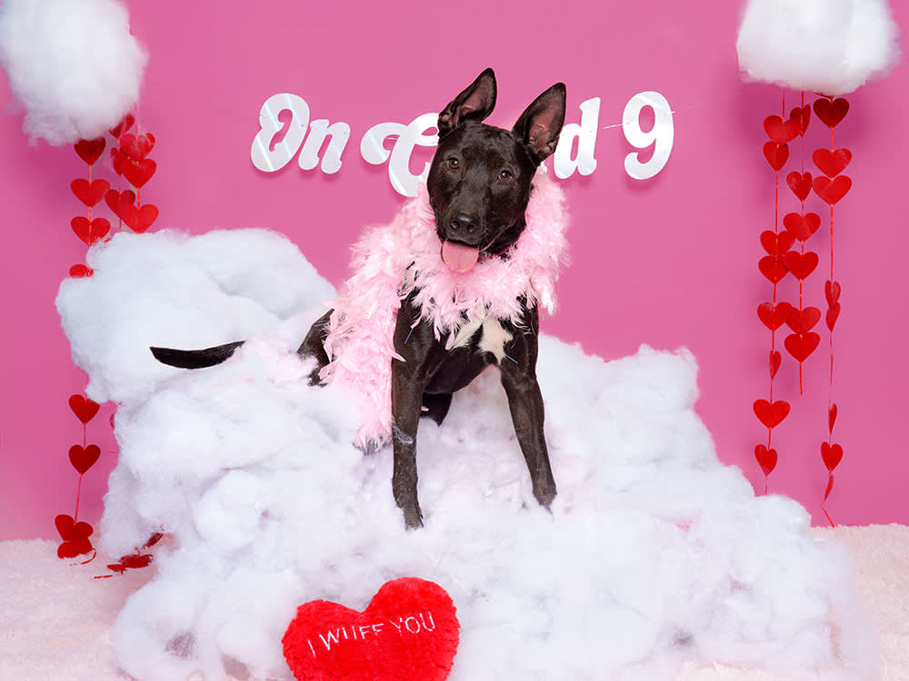 a black dog in a pink feather boa on a fake cloud with a pink background