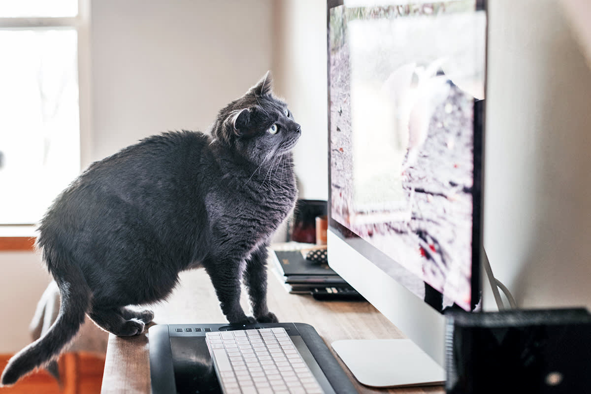 A cat in front of a computer.