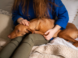 A dog sitting comfortably on a women's lap. 