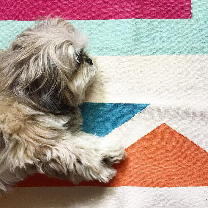 dog on colorful bed