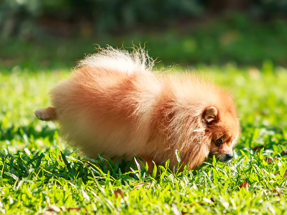 Pomeranian dog peeing on green grass