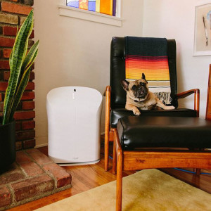 a small pug on a chair with an air purifier