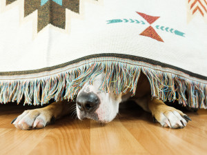 Dog hiding under the sofa and afraid to go out because he heard fireworks.