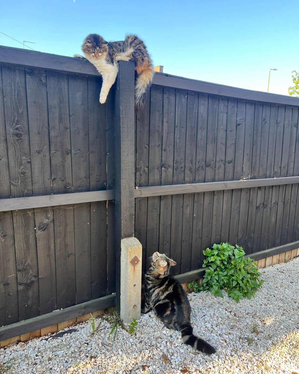 A fluffy cat perched on the top of a fence post looks down at another tabby cat on the ground below who is looking up