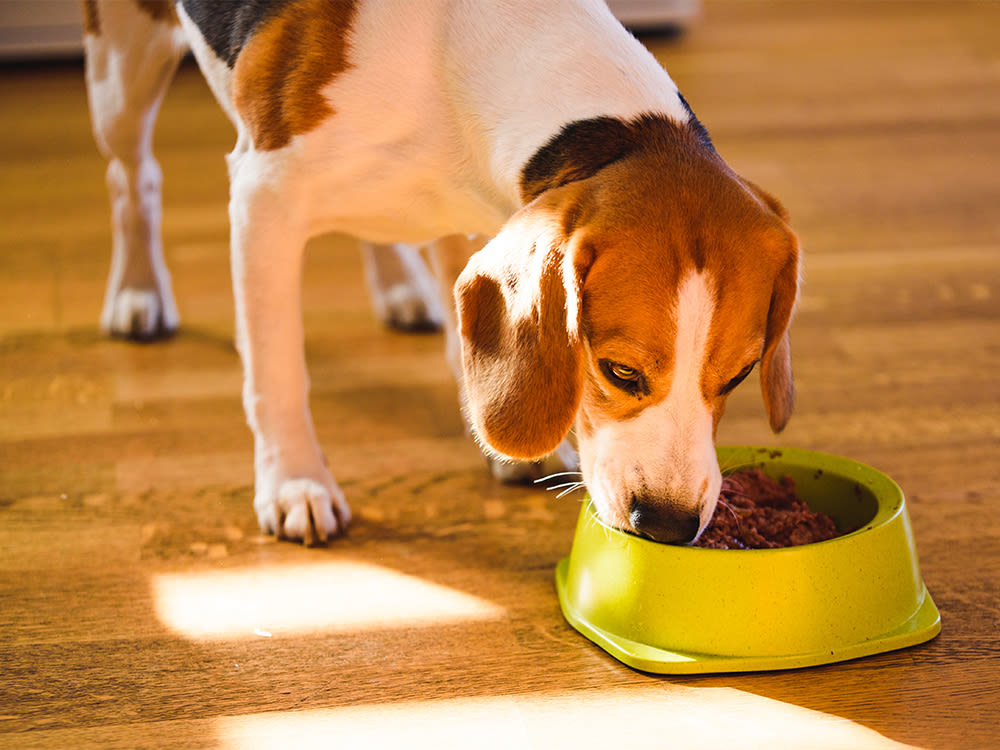 Beagle eating food out of a dog bowl