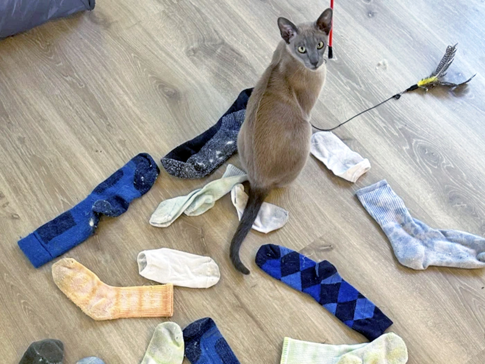 Leonardo de Pinchy, the cat thief, and the things he's stolen 