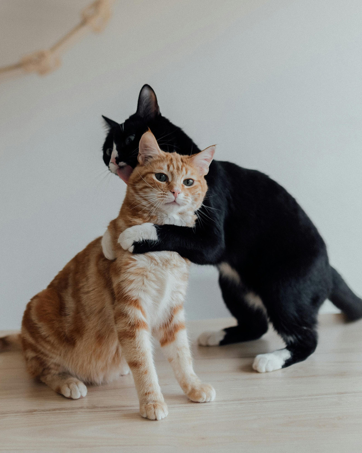 A Tuxedo Cat Hugging the Orange Tabby Cat