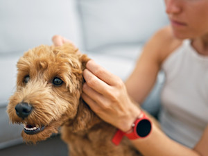 Woman cleaning her dog's ears at home.