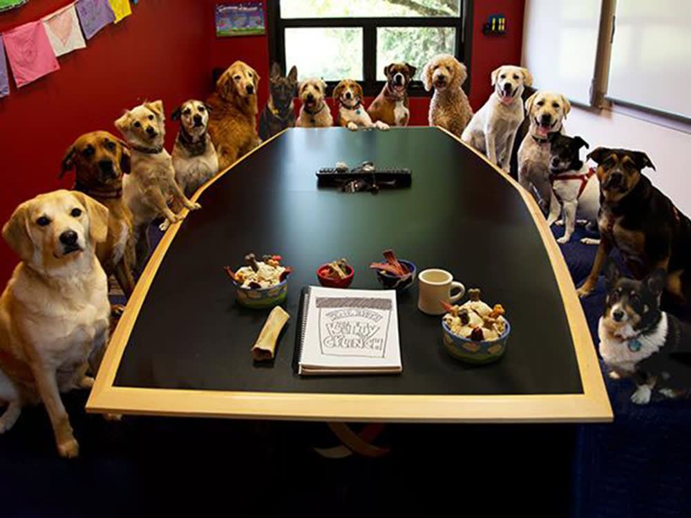 dogs sit around a conference table