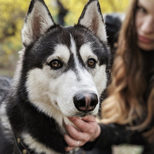 woman petting a husky on the chin