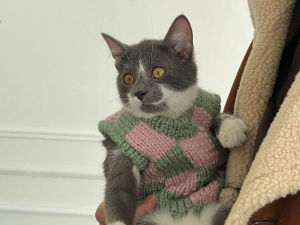 Gray and white cat wearing a pink and green sweater being held by a person