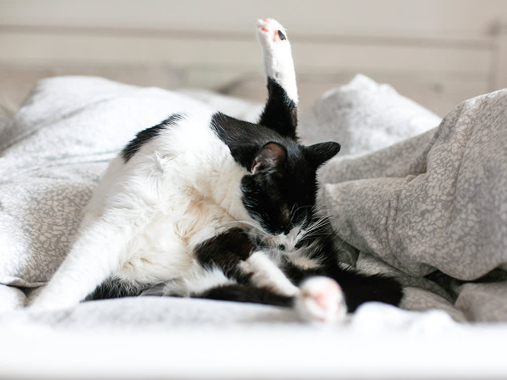 Cat licking it's behind in bed.