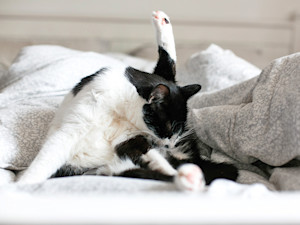 Cat licking it's behind in bed.