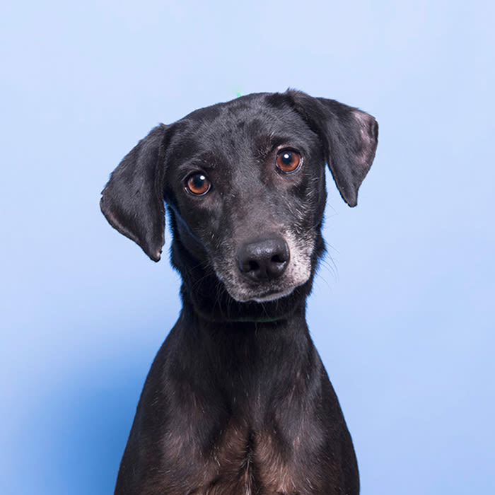 a dog looks at the camera in front of a blue backdrop