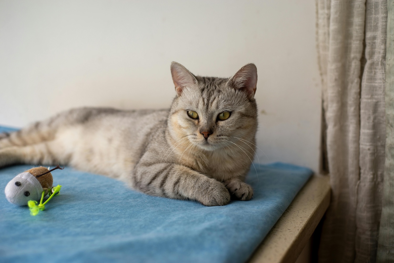 a picture of a tabby cat lying on a blue blanket ignoring their toy