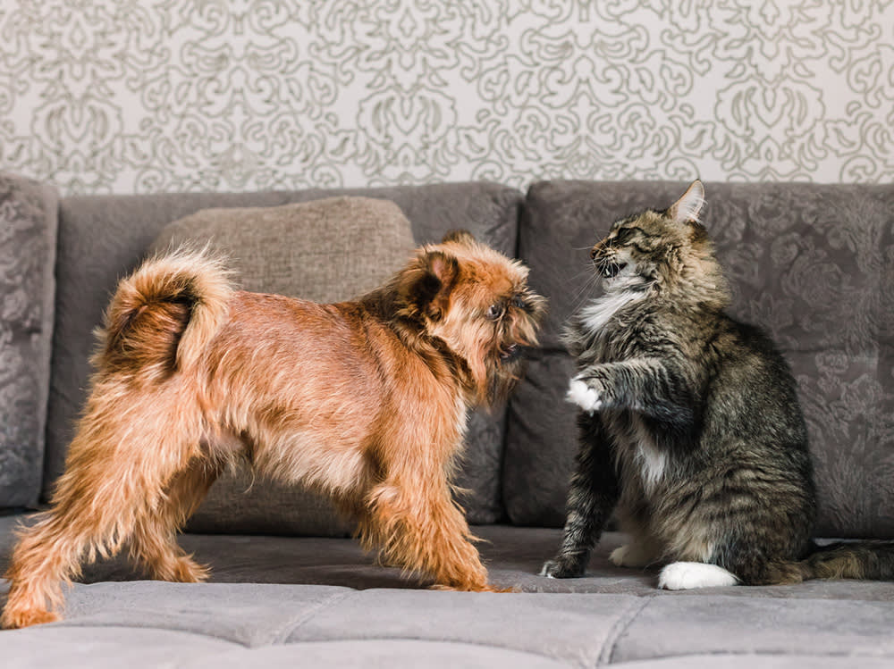A fluffy gray cat playfully swiping at a brown scruffy dog