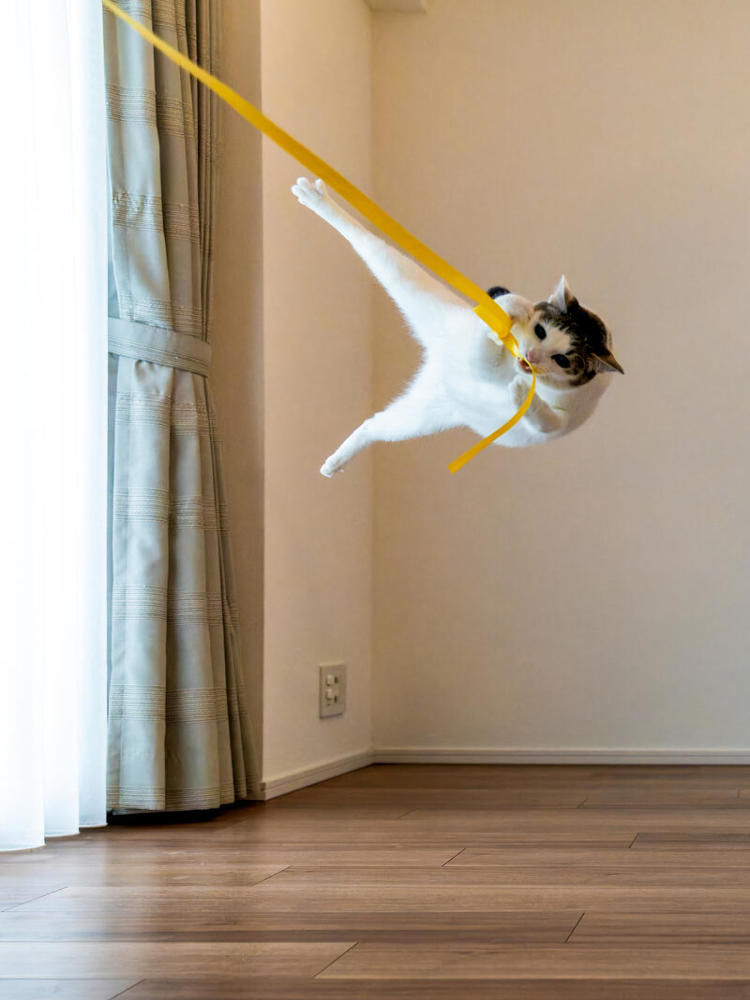A cat in mid-air with their legs akimbo in a karate-style kick, holding on to a long yellow ribbon attached to the wall. 