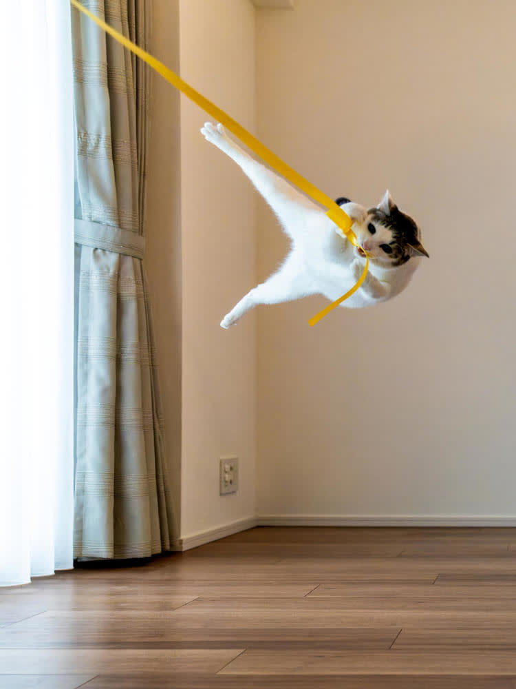 A cat in mid-air with their legs akimbo in a karate-style kick, holding on to a long yellow ribbon attached to the wall.
