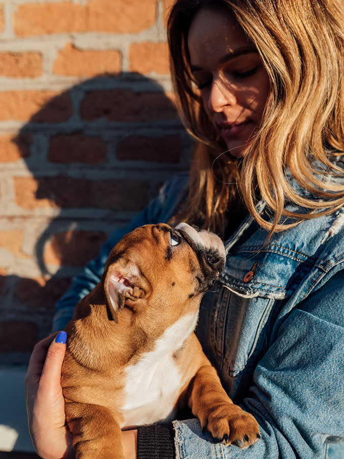 Woman holding little english bulldog puppy in her hands and they are looking each other.