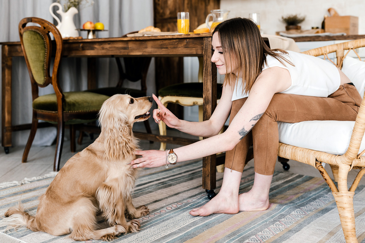Person touching a dog's nose