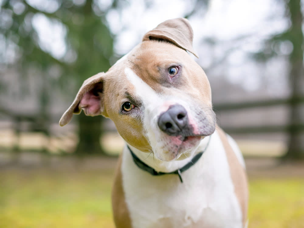A cute Pit Bull Terrier mixed breed dog listening with a head tilt.
