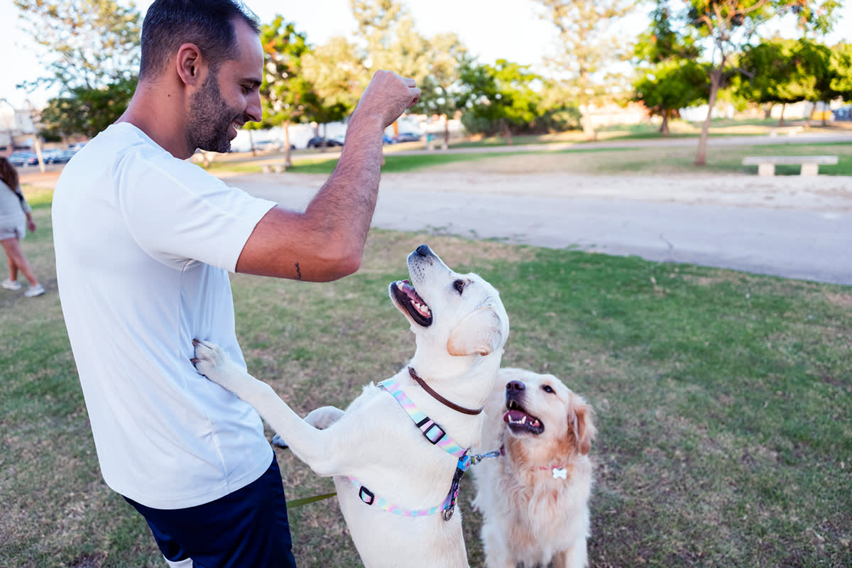 person playing with a dog