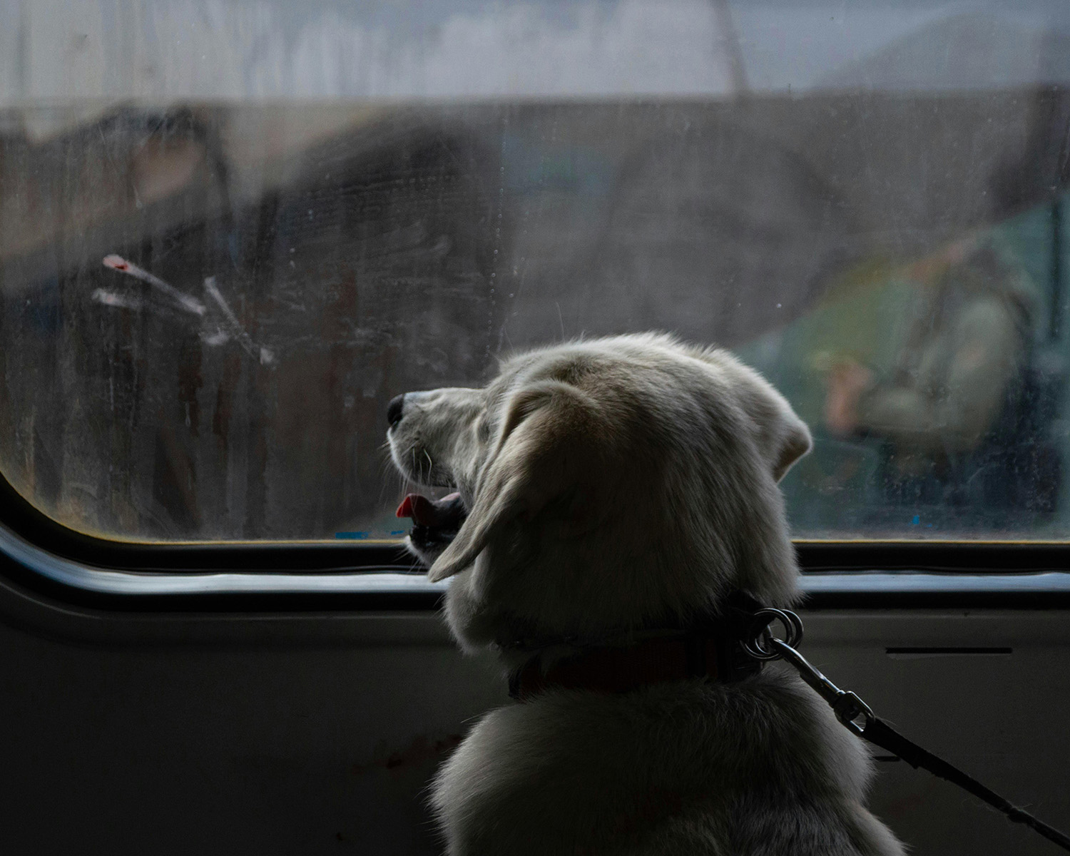 Dog looking out of a train window
