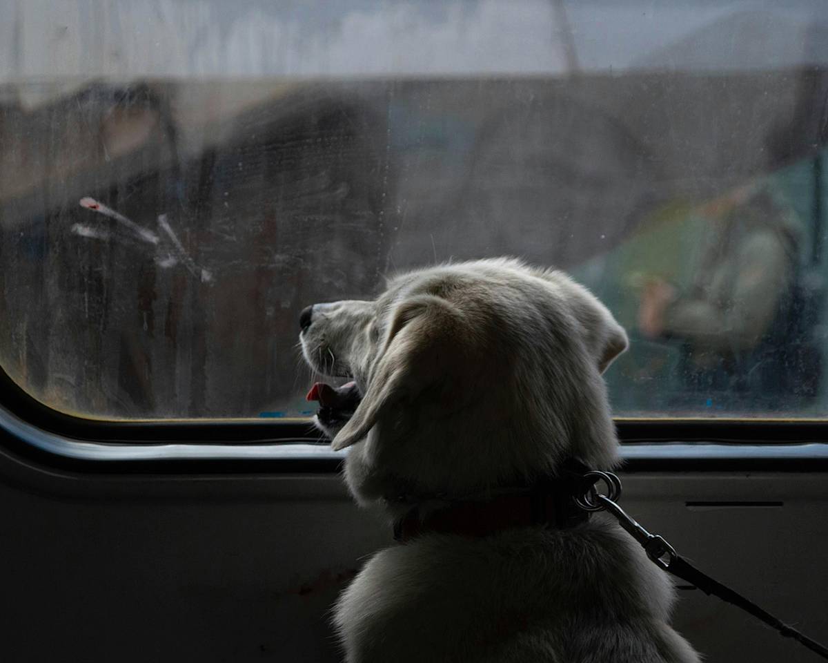 Dog looking out of a train window