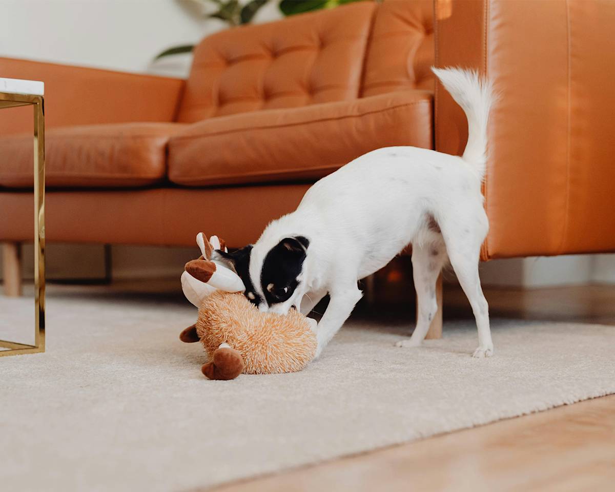 a small white dog with a black markings bites a fluffy brown toy in front of an orange couch