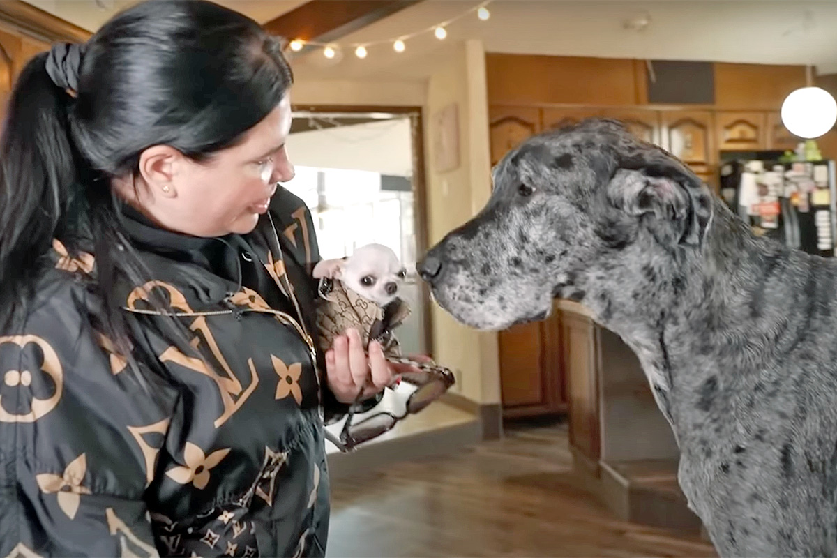 The world’s tallest dog meets the world’s shortest dog