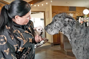The world’s tallest dog meets the world’s shortest dog