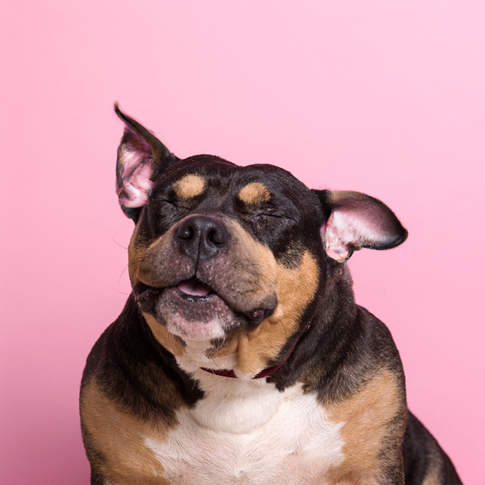 a black and brown dog with uncropped ears