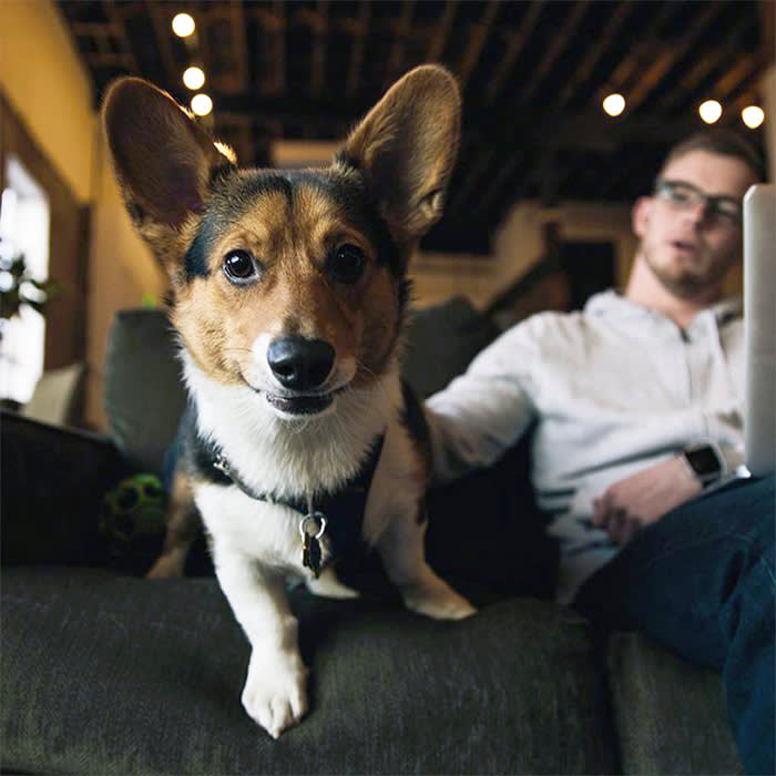 man sits with Corgi at Green Spaces co-working