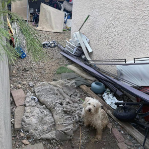 Small white handicapped dog, part of the Arizona hoarding case.