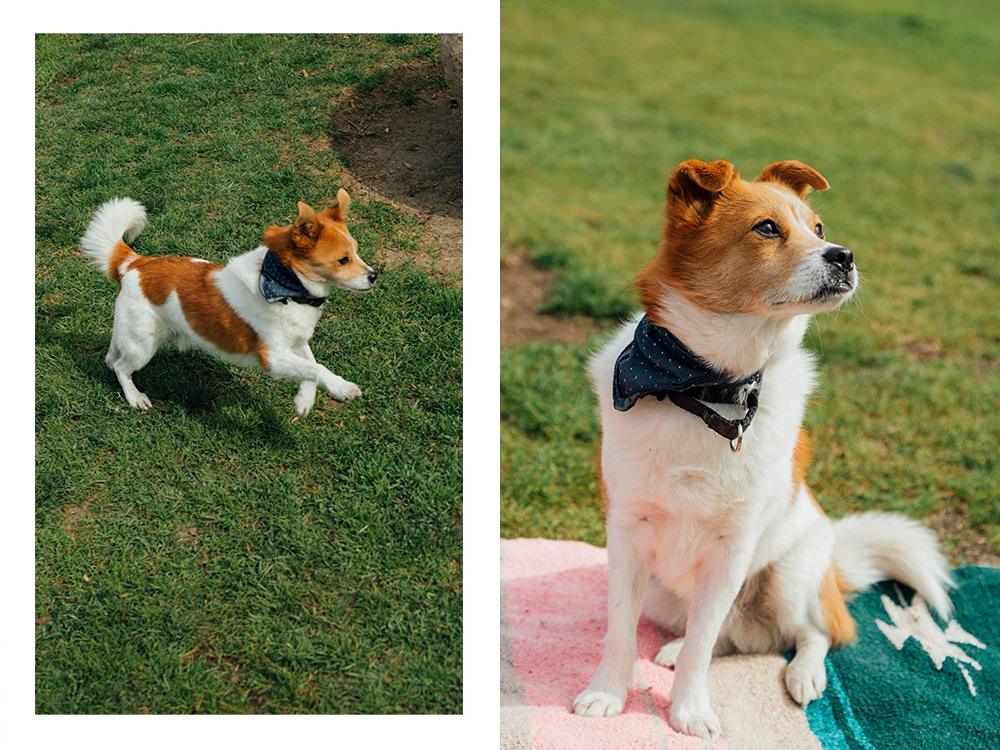 Dayna Isom Johnson's small white and orange dog; the dog looking up and sitting on a picnic blanket