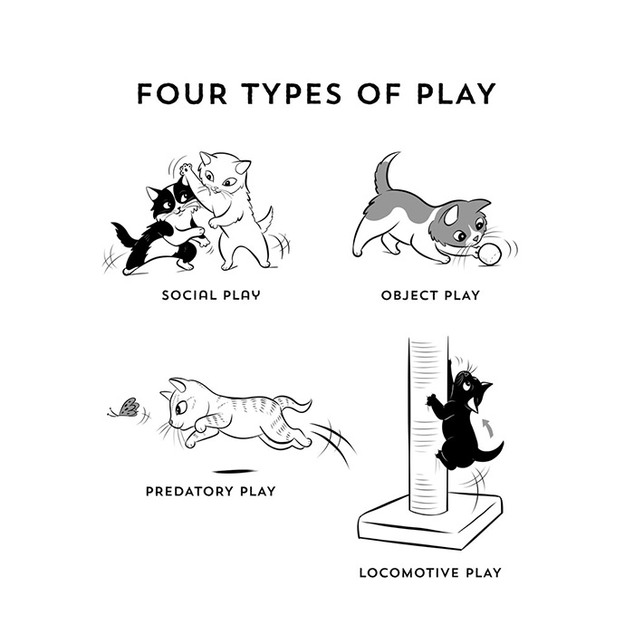 the four types of cat play, illustrated