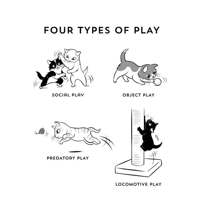 the four types of cat play, illustrated