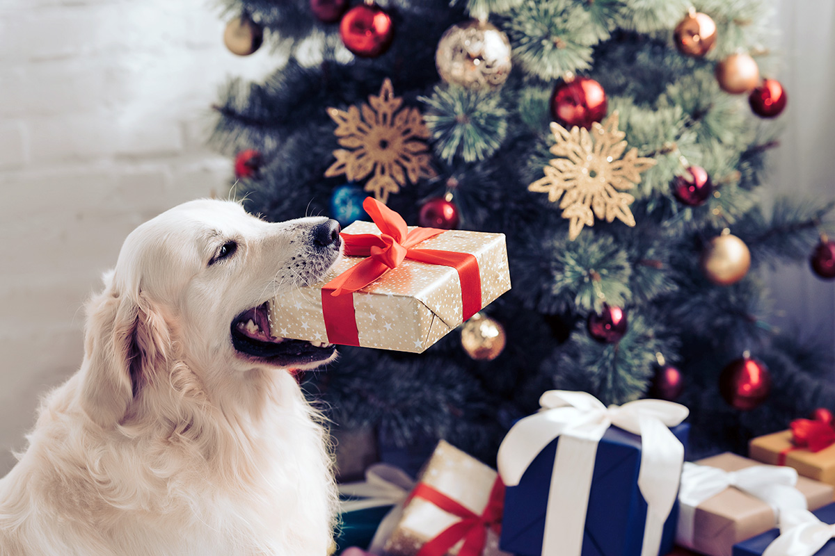 Dog holding a present