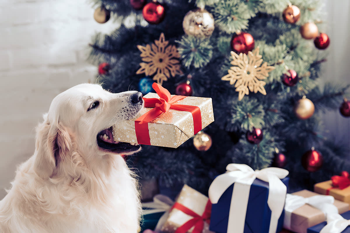 Dog holding a present