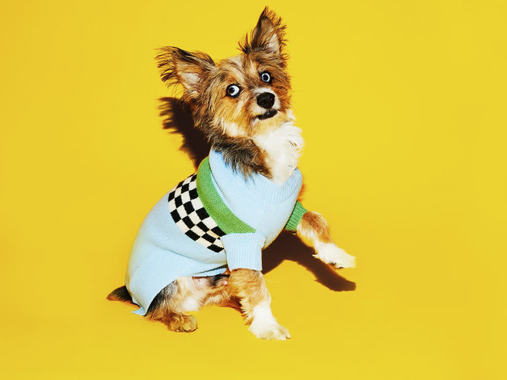 a small dog in a blue checked sweater 
